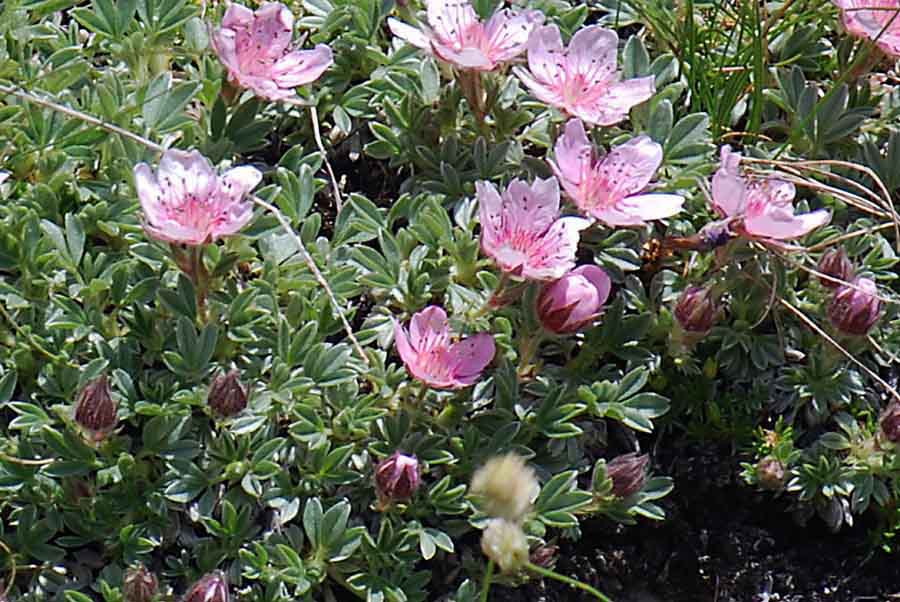 Potentilla nitida / Cinquefoglia delle Dolomiti
